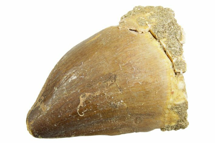 Fossil Mosasaur (Thalassotitan) Tooth - Morocco #364040